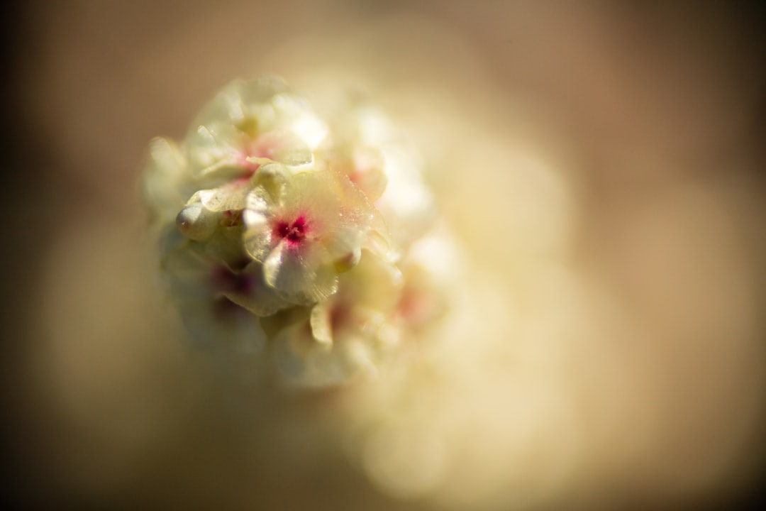 Photo Flower, Utah